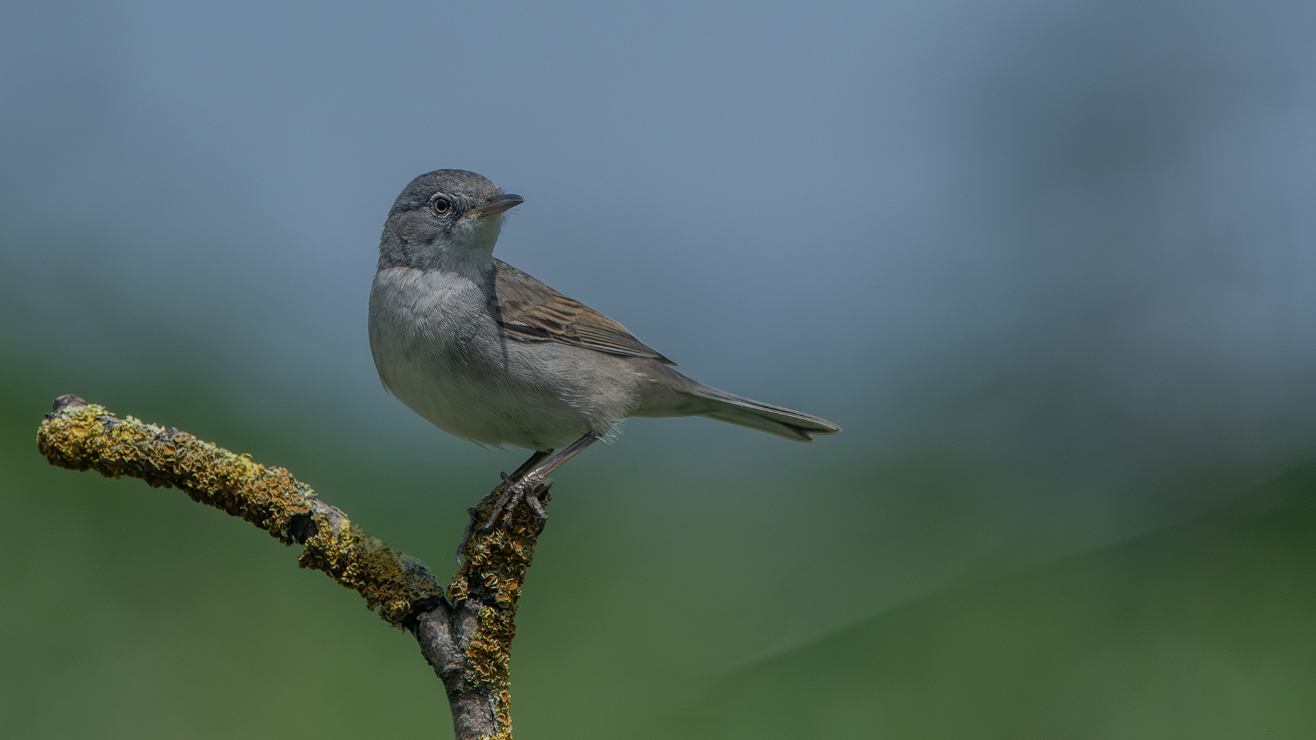 Greater Whitethroat